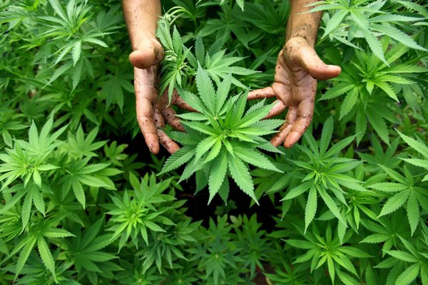 Certified Organic Cannabis Sativa Hemp