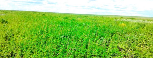 Our own Cannabis sativa hemp fields