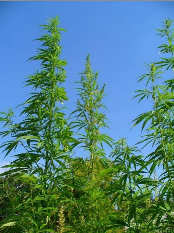 Zertifiziertes Bio CBD Öl 18% 1800 mg 10 ml Hanföl certified organic Cannabis hemp oil full spectrum